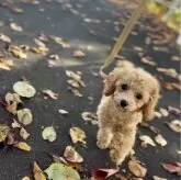 タイニープードル【岩手県・男の子・2025年8月2日・レッドフォーン&ホワイト】の写真5