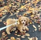 タイニープードル【岩手県・男の子・2025年8月2日・レッドフォーン&ホワイト】の写真7