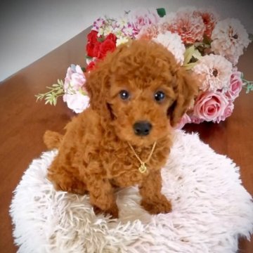 トイプードル(トイ)【岩手県・男の子・2025年6月18日・レッドフォーン】の写真「予約から１カ月お預かり無料！太陽君」