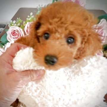 トイプードル(トイ)【岩手県・男の子・2025年6月18日・レッドフォーン】の写真「予約から１カ月お預かり無料！太陽君」