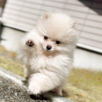 ポメラニアン【岩手県・女の子・2025年8月1日・クリーム】の写真「★クリスマスキャンペーン中★」