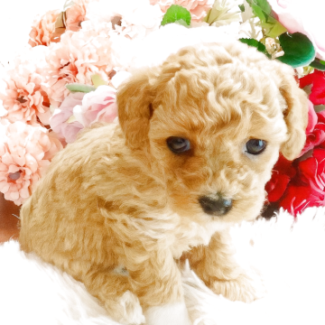 トイプードル(タイニー)【岩手県・男の子・2025年8月2日・アプリコット&ホワイト】の写真「貴重なパーティカラー誕生」