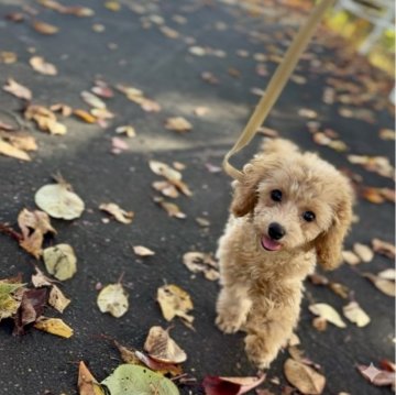 トイプードル(タイニー)【岩手県・男の子・2025年8月2日・レッドフォーン&ホワイト】の写真「🎄✨クリスマスキャンペーン開催中✨🎄」