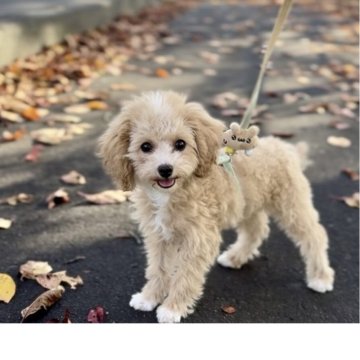 トイプードル(タイニー)【岩手県・女の子・2025年8月2日・アプリコット&ホワイト】の写真「🌲🤩クリスマスキャンペーン開催🤩🎄」