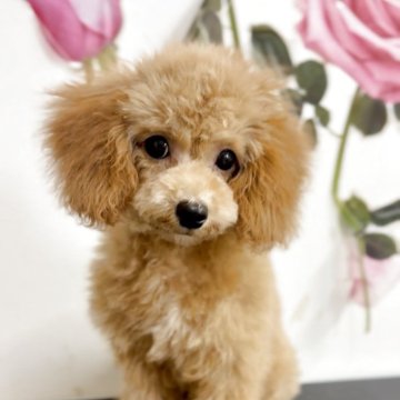 タイニープードル【岩手県・男の子・2025年8月2日・レッドフォーン&ホワイト】の写真「🎄✨クリスマスキャンペーン開催中✨🎄」