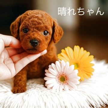 トイプードル(ティーカップ)【岩手県・女の子・2025年6月18日・レッドフォーン】の写真「晴れちゃん予約から１カ月お預かり無料」