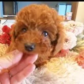 タイニープードル【岩手県・男の子・2024年12月12日・レッド】の写真1「目がクリクリ」