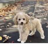 タイニープードル