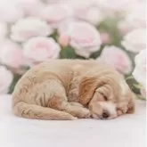 タイニープードル【岩手県・女の子・2025年8月2日・アプリコット&ホワイト】の写真5