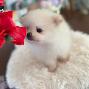 ポメチワ【岩手県・女の子・2022年5月27日・ホワイト】の写真「極小タイプ」