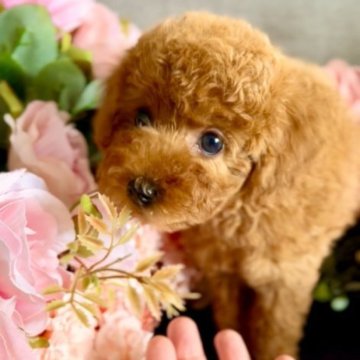 トイプードル(タイニー)【岩手県・女の子・2023年6月24日・レッド】の写真「クリクリな瞳の可愛いサンコちゃん」