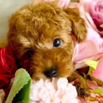 トイプードル(ティーカップ)【岩手県・男の子・2023年6月24日・レッド】の写真「女の子みたいにキュートなお顔のファイブ君」