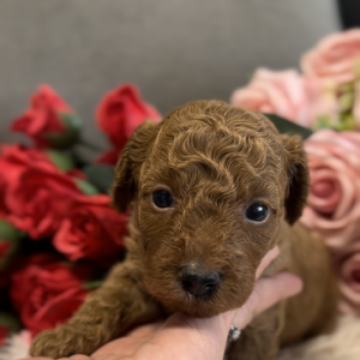 トイプードル(トイ)【岩手県・男の子・2023年6月24日・レッド】の写真「6つ子の長男　」