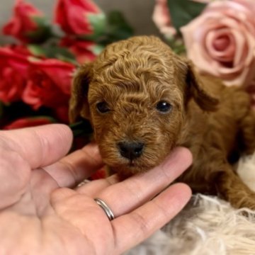 トイプードル(タイニー)【岩手県・女の子・2023年6月24日・レッド】の写真「6つ子の長女」