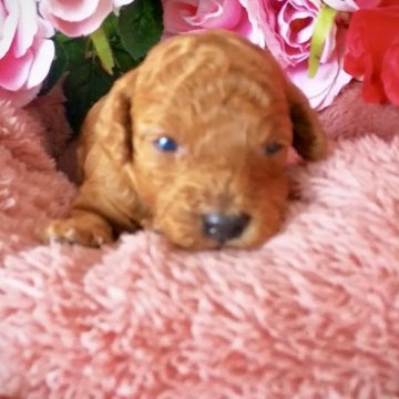 トイプードル(トイ)【岩手県・女の子・2024年4月26日・レッド】の写真「ベラちゃん❤可愛らしいお顔予想！一ヶ月お預かり無料」