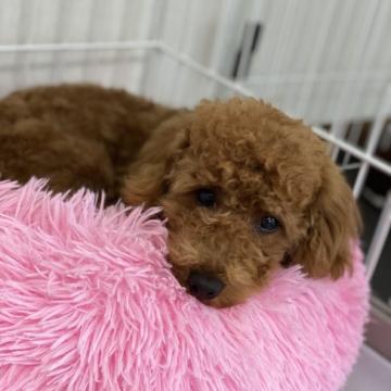 トイプードル(トイ)【岩手県・女の子・2021年5月10日・レッド】の写真「しつけ済みで大人しい女の子」