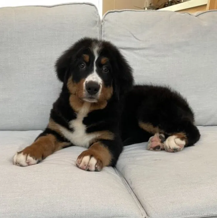 ID:2309-06480の子犬