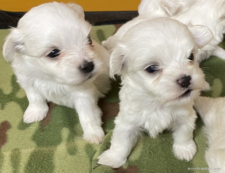 マルチーズ｜古市　健二(ふるいち　けんじ)ブリーダー(熊本県・マルチーズなど・JKC/KC登録)の紹介写真2