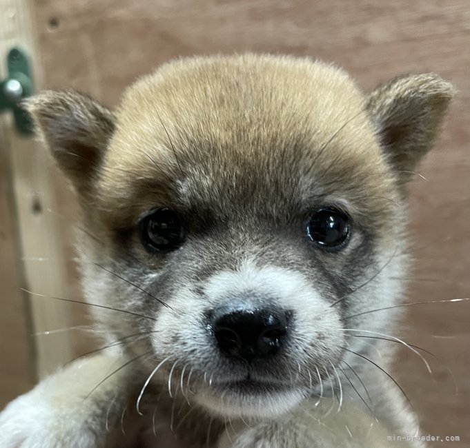 豆柴｜古市　健二(ふるいち　けんじ)ブリーダー(熊本県・マルチーズなど・JKC/KC登録)の紹介写真3