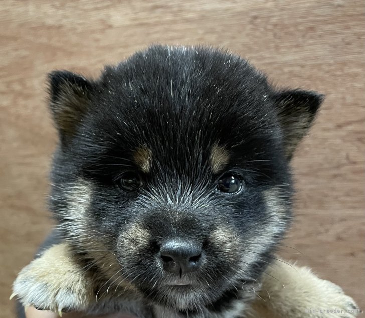 豆柴｜古市　健二(ふるいち　けんじ)ブリーダー(熊本県・マルチーズなど・JKC/KC登録)の紹介写真4