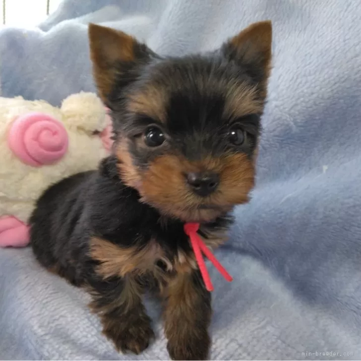 ID:2405-02384の子犬