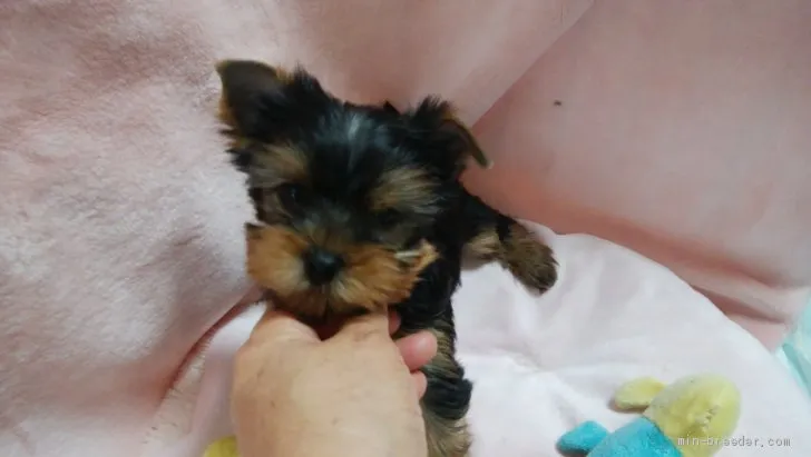 ID：1910-01080の子犬