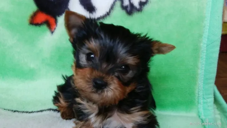 M.T 様のお迎えした子犬