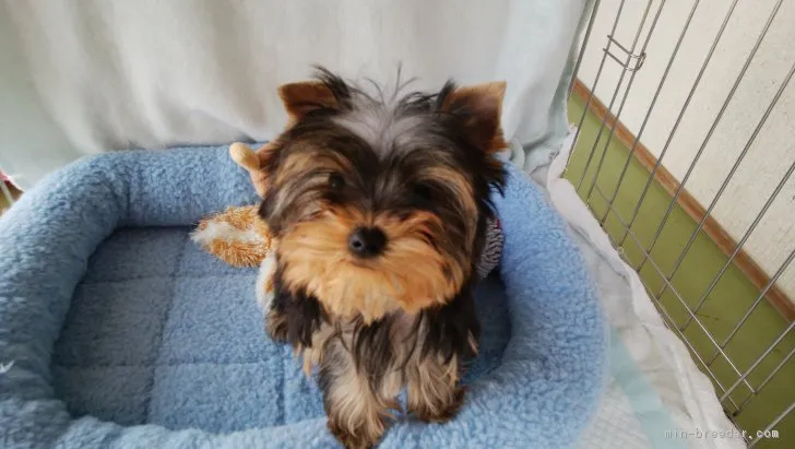 だいすけ 様のお迎えした子犬