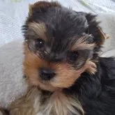 ヨークシャーテリア【広島県・女の子・2022年11月12日・スティールブルー&タン】の写真1「1月6日撮影」