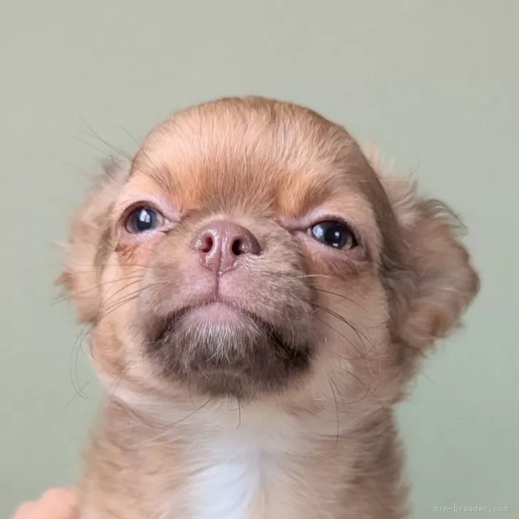 ラテ 様のお迎えした子犬