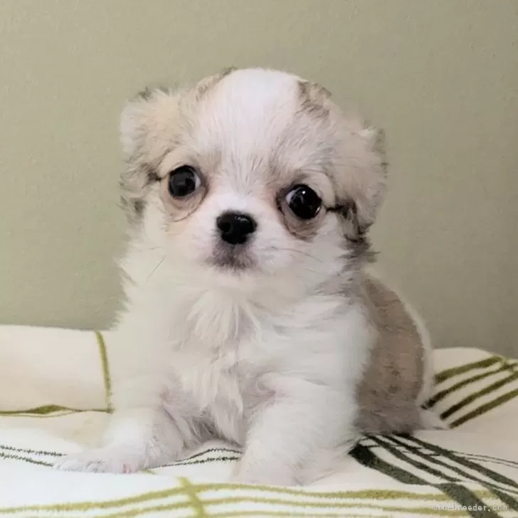 ID：2507-07253の子犬