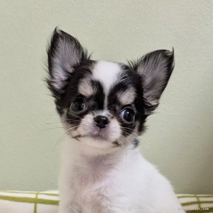 スギ 様のお迎えした子犬