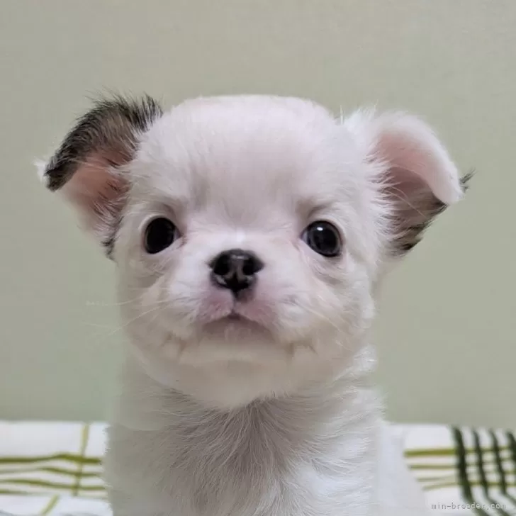 ID:2411-03392の子犬