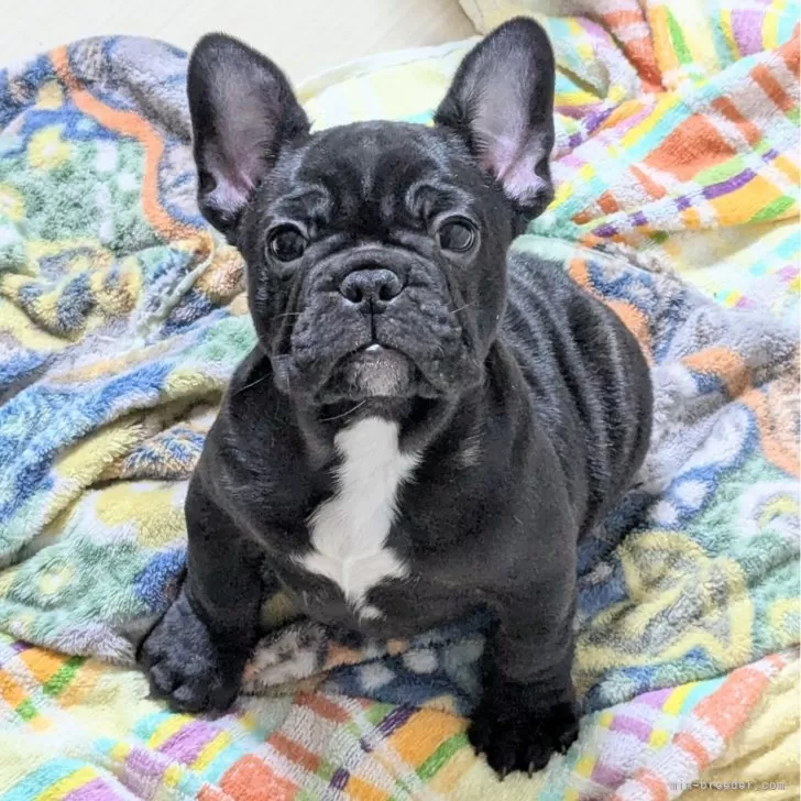 ID：2501-04612の子犬