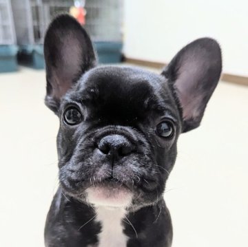 フレンチブルドッグ【三重県・男の子・2025年9月19日・ブリンドル】の写真「マイペース君💙」