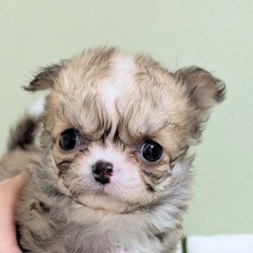 チワワ(ロング)【三重県・女の子・2024年10月30日・フォーン&ホワイト】の写真「パーマちゃん♡」