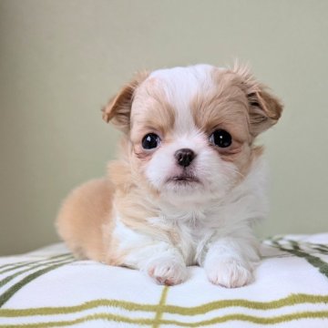 チワワ(ロング)【三重県・女の子・2025年2月14日・クリーム&ホワイト】の写真「甘えたさん🩷」