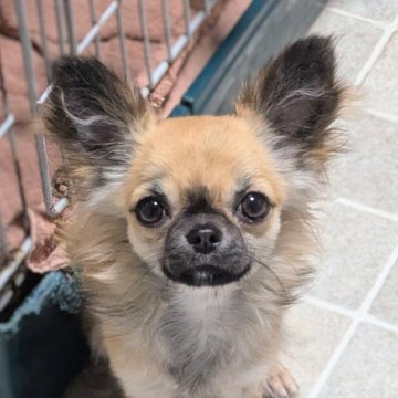 チワワ(ロング)【三重県・男の子・2025年4月19日・セーブル】の写真「元気いっぱい活発な子です💙」