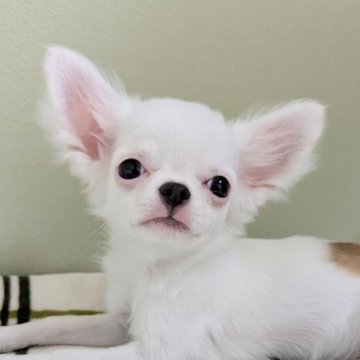 チワワ(ロング)【三重県・男の子・2025年2月11日・パーティ】の写真「おちゃめ君💙」