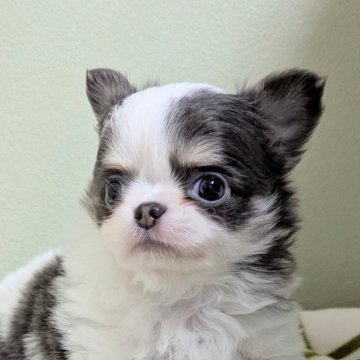 チワワ(ロング)【三重県・男の子・2024年12月3日・ホワイト&ブルータン】の写真「モッフモフ♡」