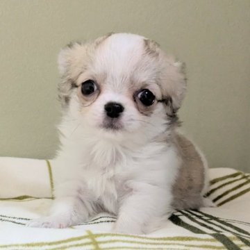 チワワ(ロング)【三重県・女の子・2025年5月30日・ホワイト&フォーン】の写真「マイペースちゃん🩷」