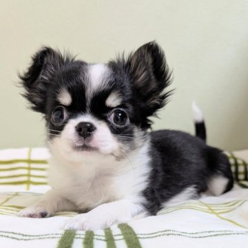 チワワ(ロング)【三重県・男の子・2024年10月6日・ブラックタン&ホワイト】の写真「おっとり君♡」