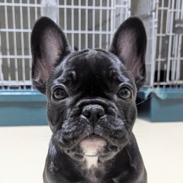 フレンチブルドッグ【三重県・男の子・2025年9月19日・ブリンドル】の写真「優男💙」