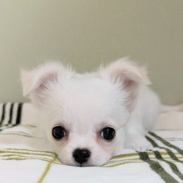 チワワ(ロング)【三重県・男の子・2025年5月30日・ホワイト&クリーム】の写真「優しい子です💙」