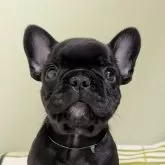 フレンチブルドッグ