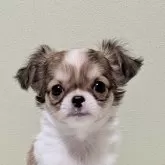 チワワ(ロング)