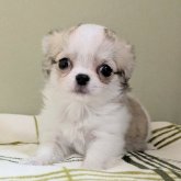 チワワ(ロング)