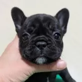 フレンチブルドッグ