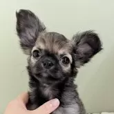 チワワ(ロング)