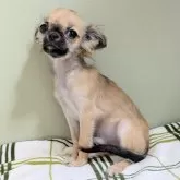 チワワ(ロング)